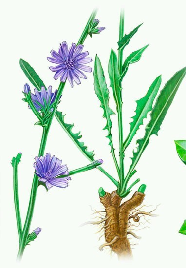 Wild Chicory Wildflower ~ 100 Organic seeds – Free shipping – US seller.
