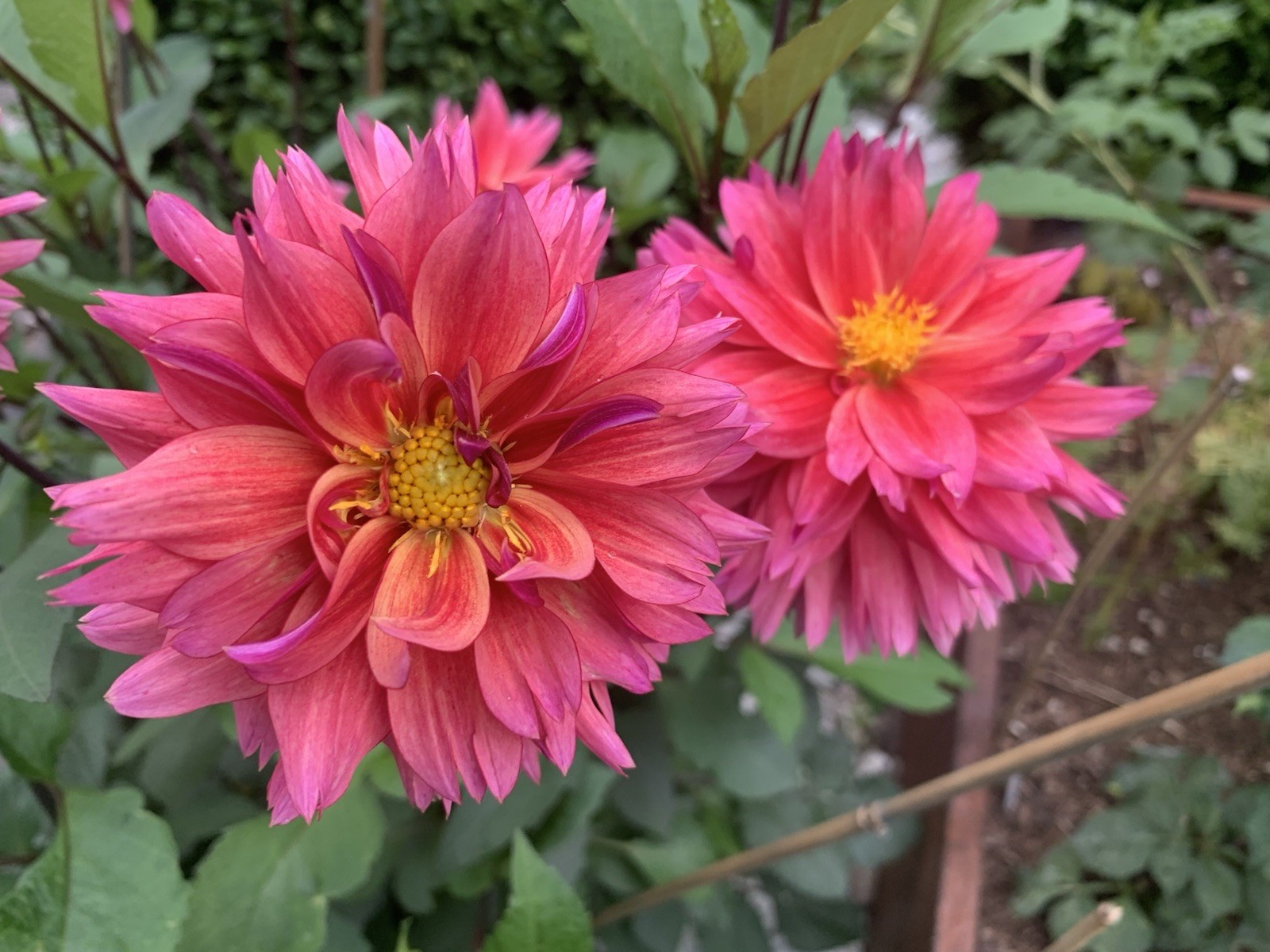 1 – Sonic Bloom Dahlia Flower Bulb Tuber