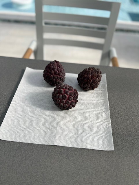 10 fresh Red Sugar apple (Annona squamosa) seeds