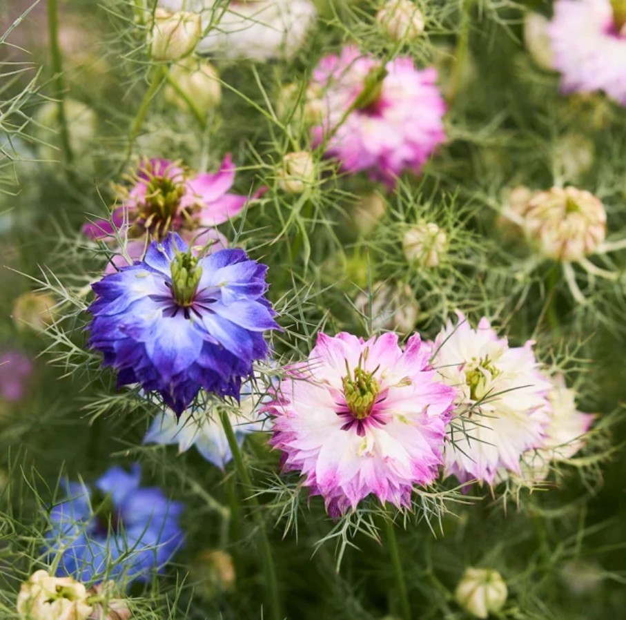 250+ Miss Jekyll Love In A Mist Seeds **Fresh Seeds* ~~Free Shipping~~