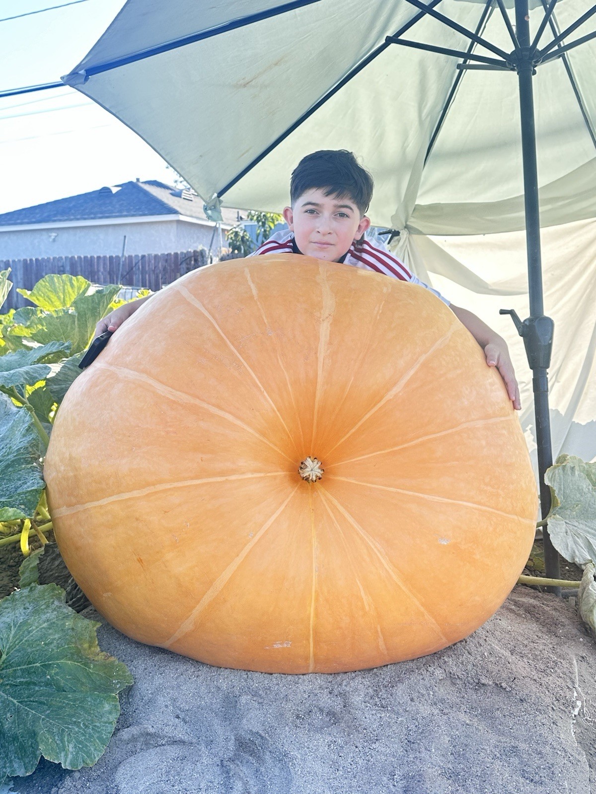 calabazas gigantes con más de 1000 libras paquete de 2 semilla por $28