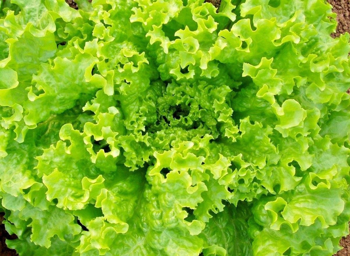 Grand Rapids Lettuce TBR, Garden Salad Greens, NON-GMO, FREE SHIPPING