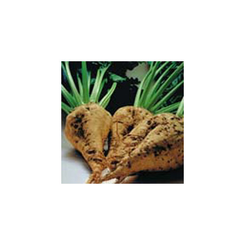 Beet Sugar Great Heirloom Vegetable Seeds by Seed Kingdom Bulk 5 Lb Seeds