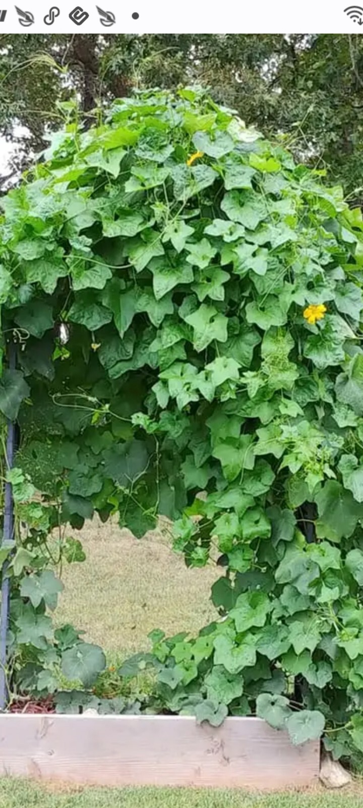 LUFFA GOURD SEEDS. 30 per pack. FREE SHIPPING. 2024 crop