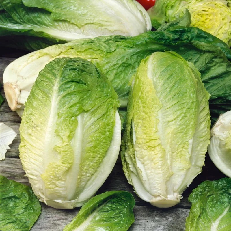 1000+ Giant Caesar Lettuce Seeds — Romaine ——— Heirloom