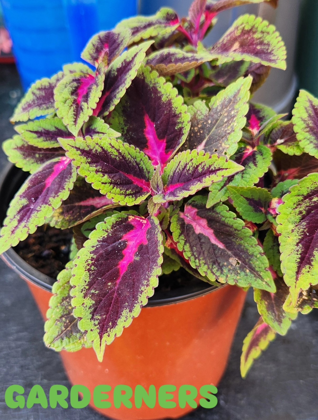 JIM’s CHOICE 8 PACK COLORFUL COLEUS SEEDS FREE SHIPPING