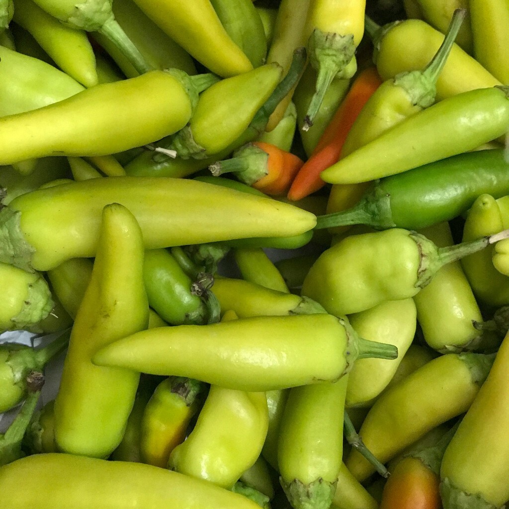 Pepperoncini Italian Pepper Seeds 25+ MILD Vegetable NON-GMO HEIRLOOM FREE S&H