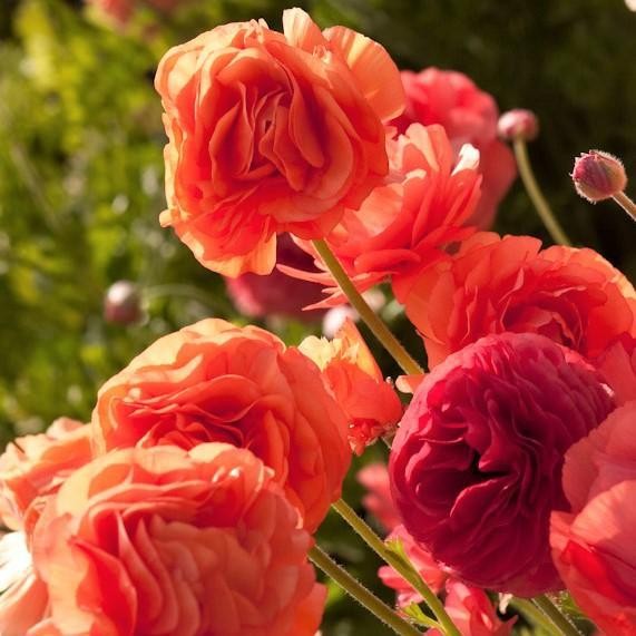 Easy to Grow Ranunculus Buttercup Rose 10 Plant Bulbs, Spring Flowers
