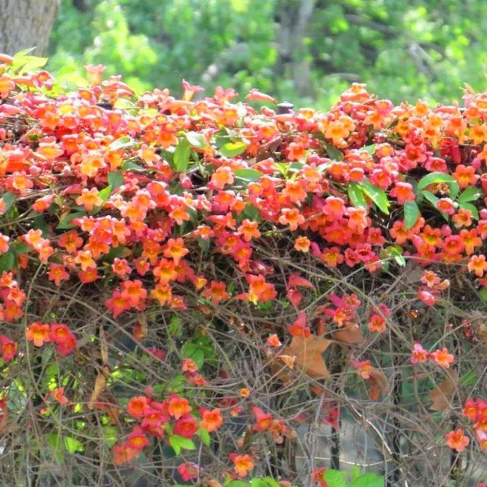20 JASMINE FLOWER SEEDS rare exotic rambling vine fragrant plant garden bush