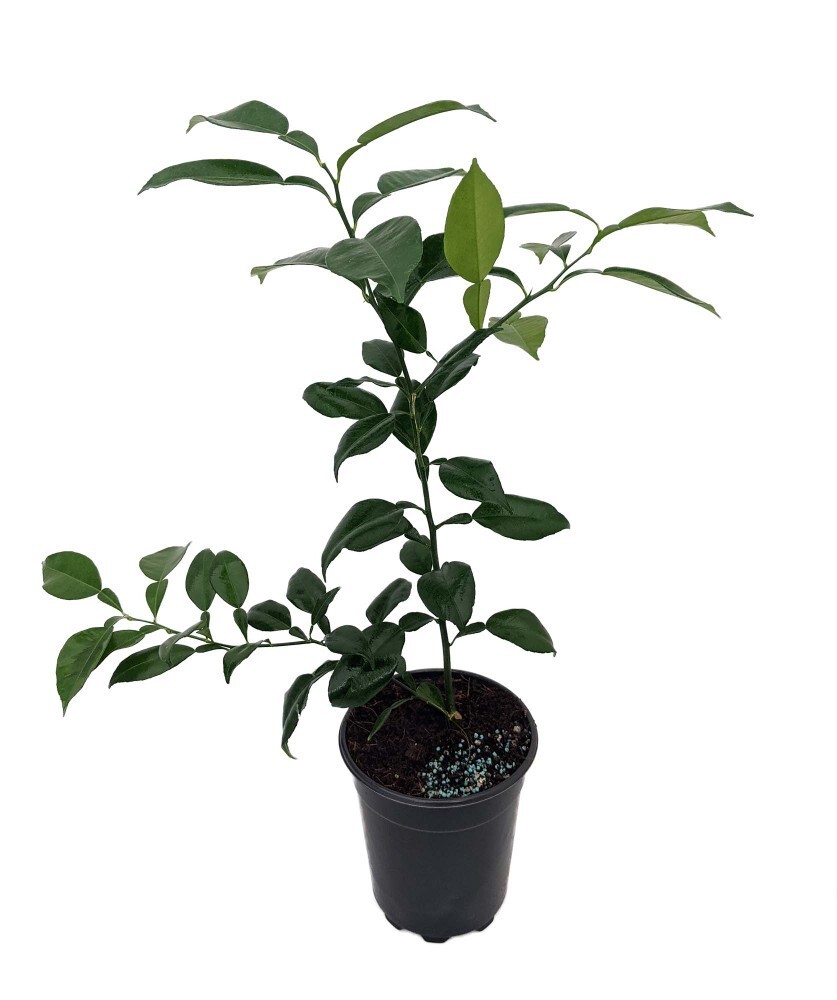 California only! Yuzu bush (12-18″ tall), rooted, No ship Az, Tx, Fl, La, Ak
