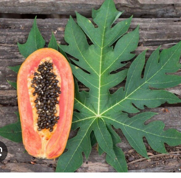 10 Fresh Organic Papaya Leaves hand picked naturally grown (lá Đu Đủ )