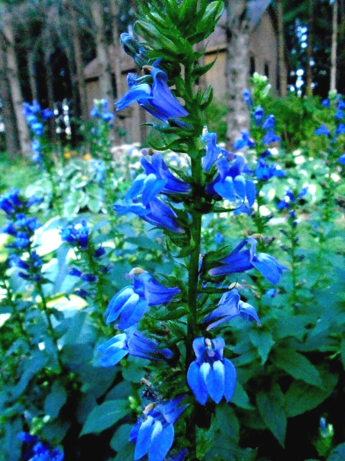300+GREAT BLUE LOBELIA Seeds Native Wildflower Poor Soils Shade Garden Heat Cold