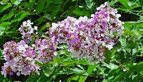 Crape Myrtle | thorelii | Queens Flower | RARE | 10 seeds