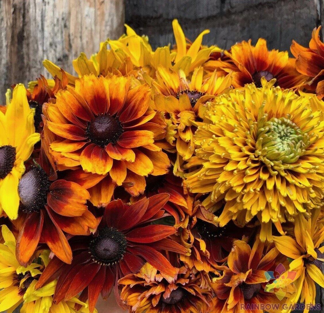 200+ Dwarf Rustic Mix Rudbeckia Seeds for Garden Planting – USA – FREE SHIPPING!