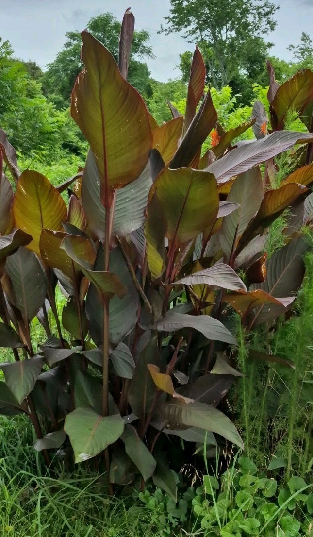 Canna Bulbs Red Jumbo Plants Tall Plants Lot Of(5)Dark green Leaf Lily 2inch
