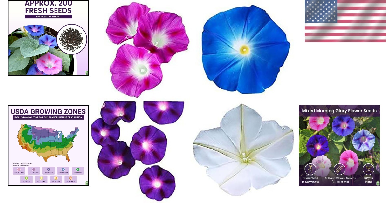 Fast-Growing 200 Count Morning Glory Seeds – Blue, Purple & White Climbing Vines