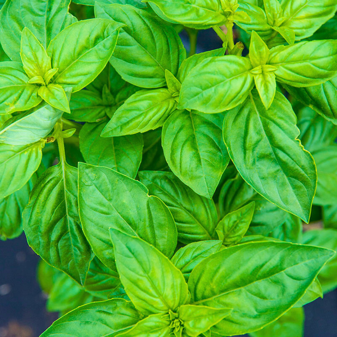 Fresh Italian Sweet Basil Seeds | Heirloom Non-GMO | Fresh Herb Seeds