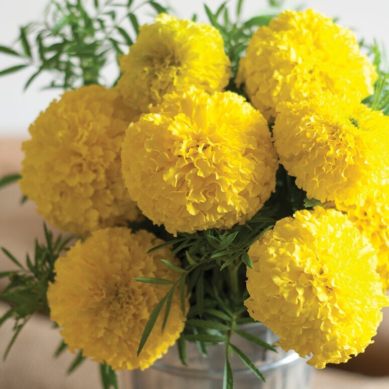 75+ Giant Crackerjack Mix Marigold seeds