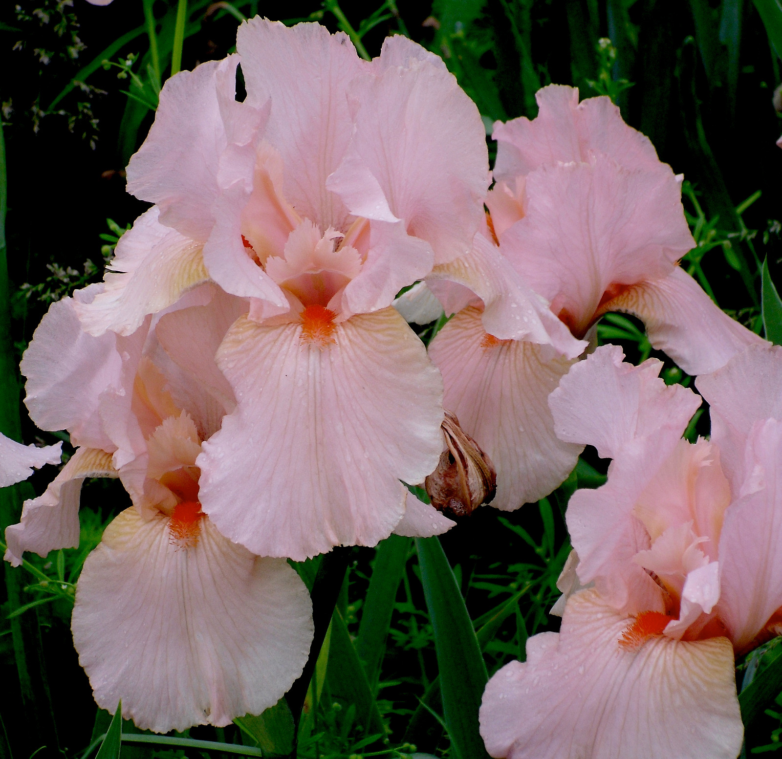 — WOW! GORGEOUS! & CHEAP!!! PINK IRIS “BEVERLY SILLS”