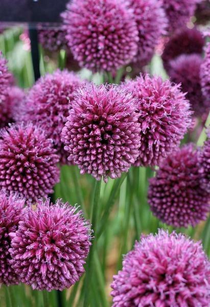 Allium sphaerocephalon | Round-headed leek or garlic | Ball-head Onion | 10 Seed