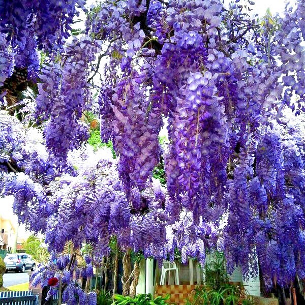 5 Chinese Blue Wisteria sinensis Tree Seeds Fast Climber Flower Vine Hardy Plant