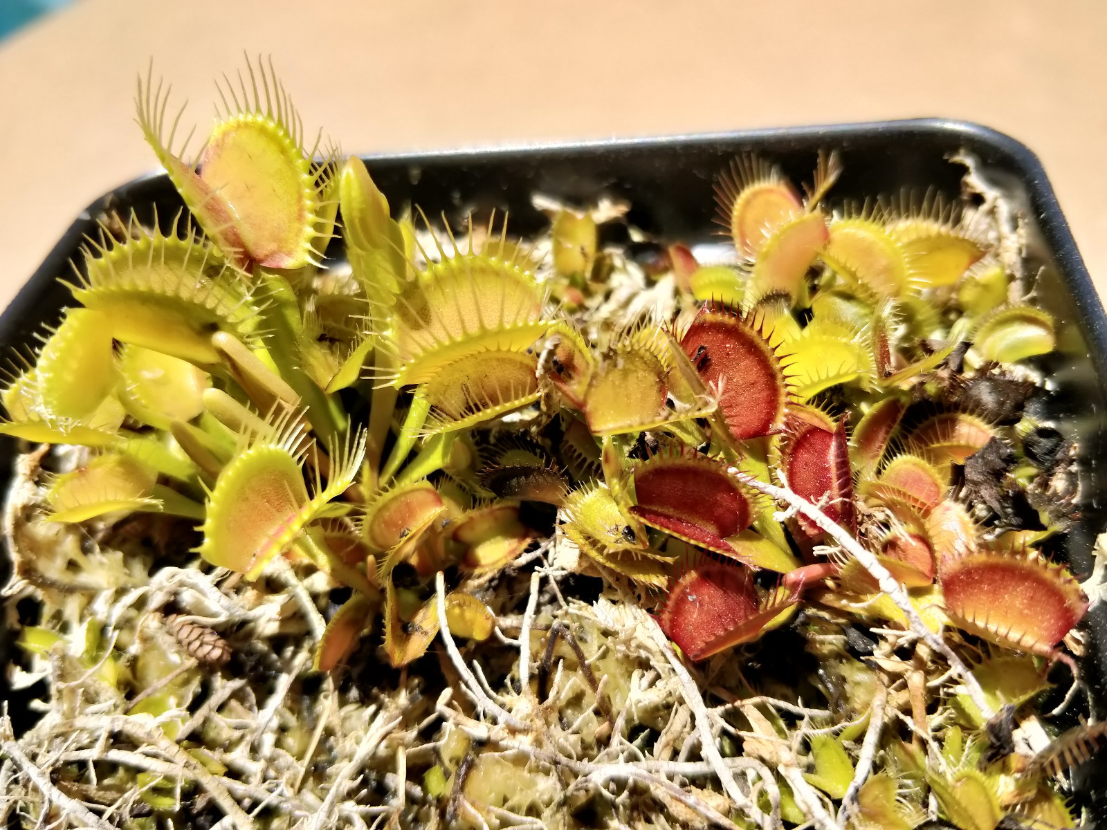 20 freshly harvested(2023 July)assorted named cultivar cross Venus Flytrap seeds