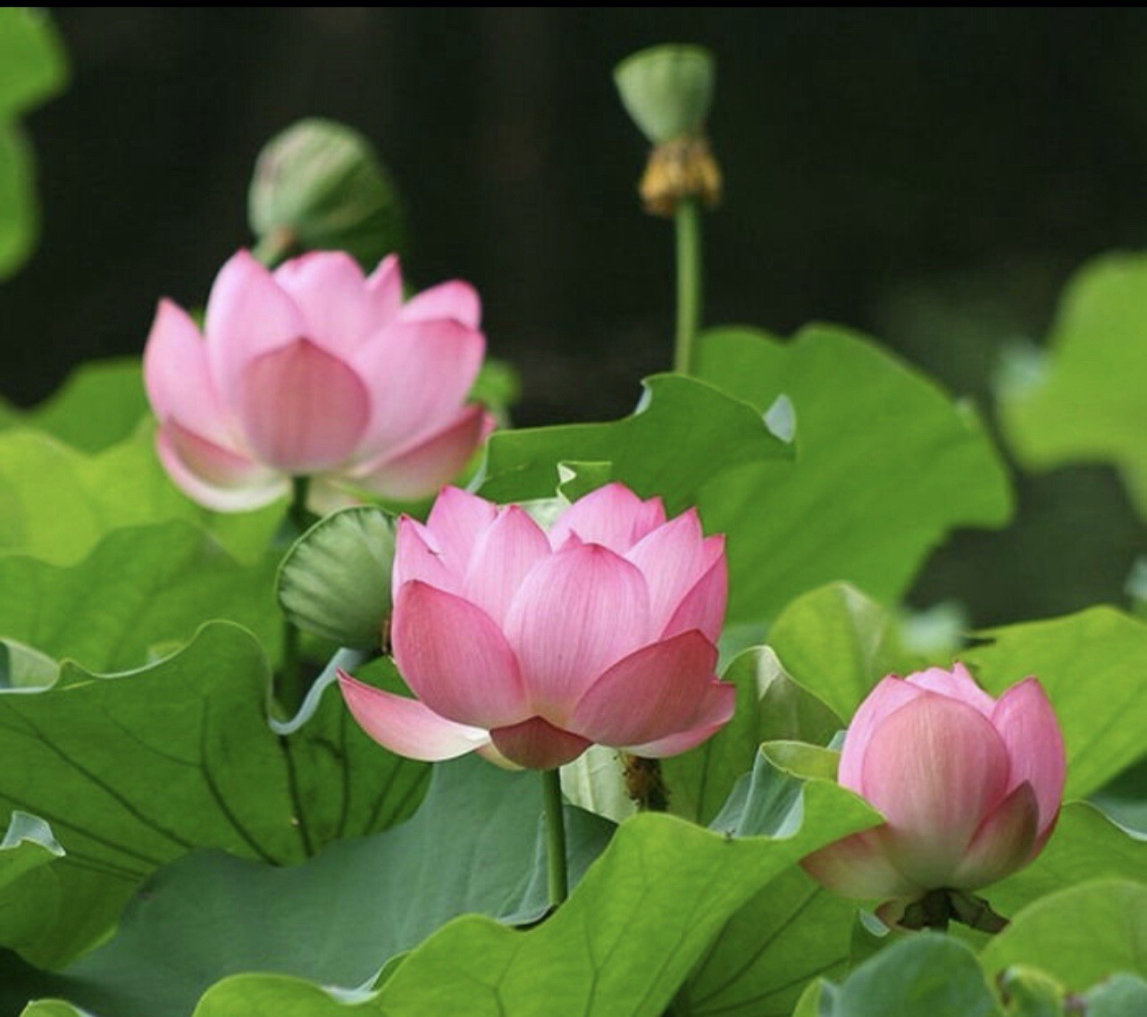 5 Pink Lotus SEEDS | Nelumbo Nucifera | USA Seller