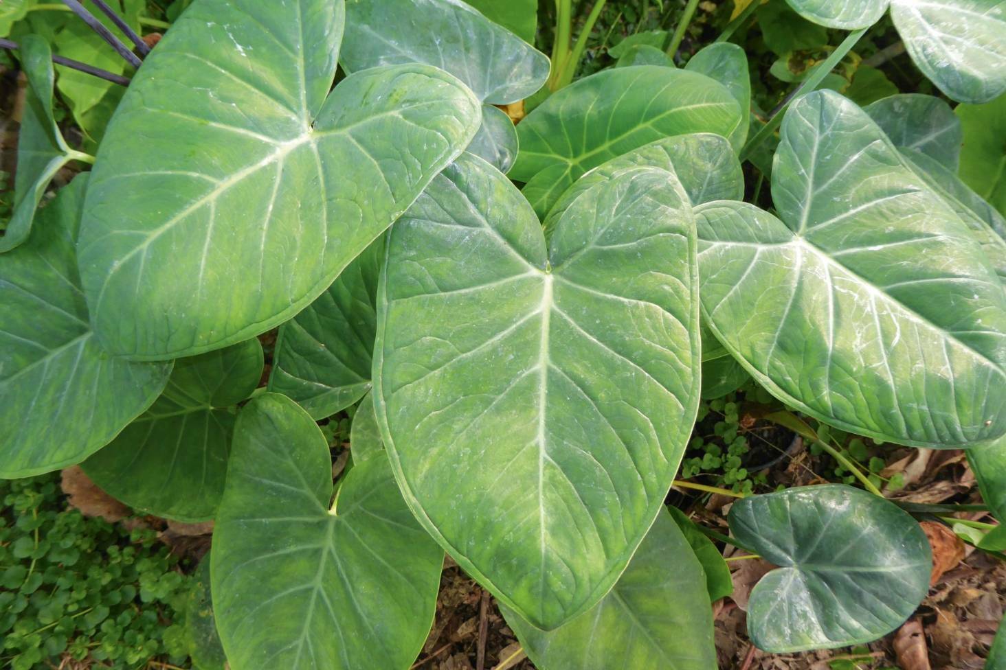 20 LIVE Colocasia Esculenta Elephant Ear Taro Gabi Kalo Eddo Bulbs READY to GROW