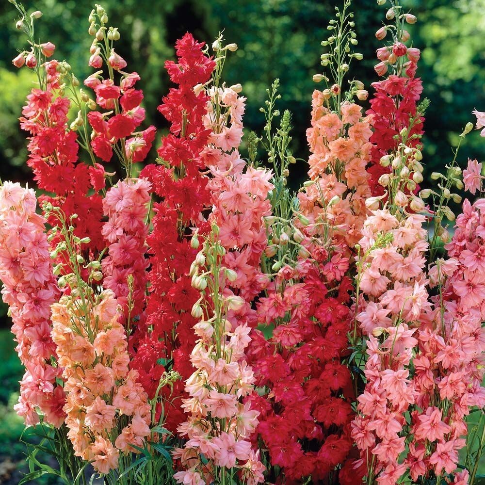 50 Red Arrow Mix Delphinium Seeds Perennial Garden Flower Seed Flowers 808 USA
