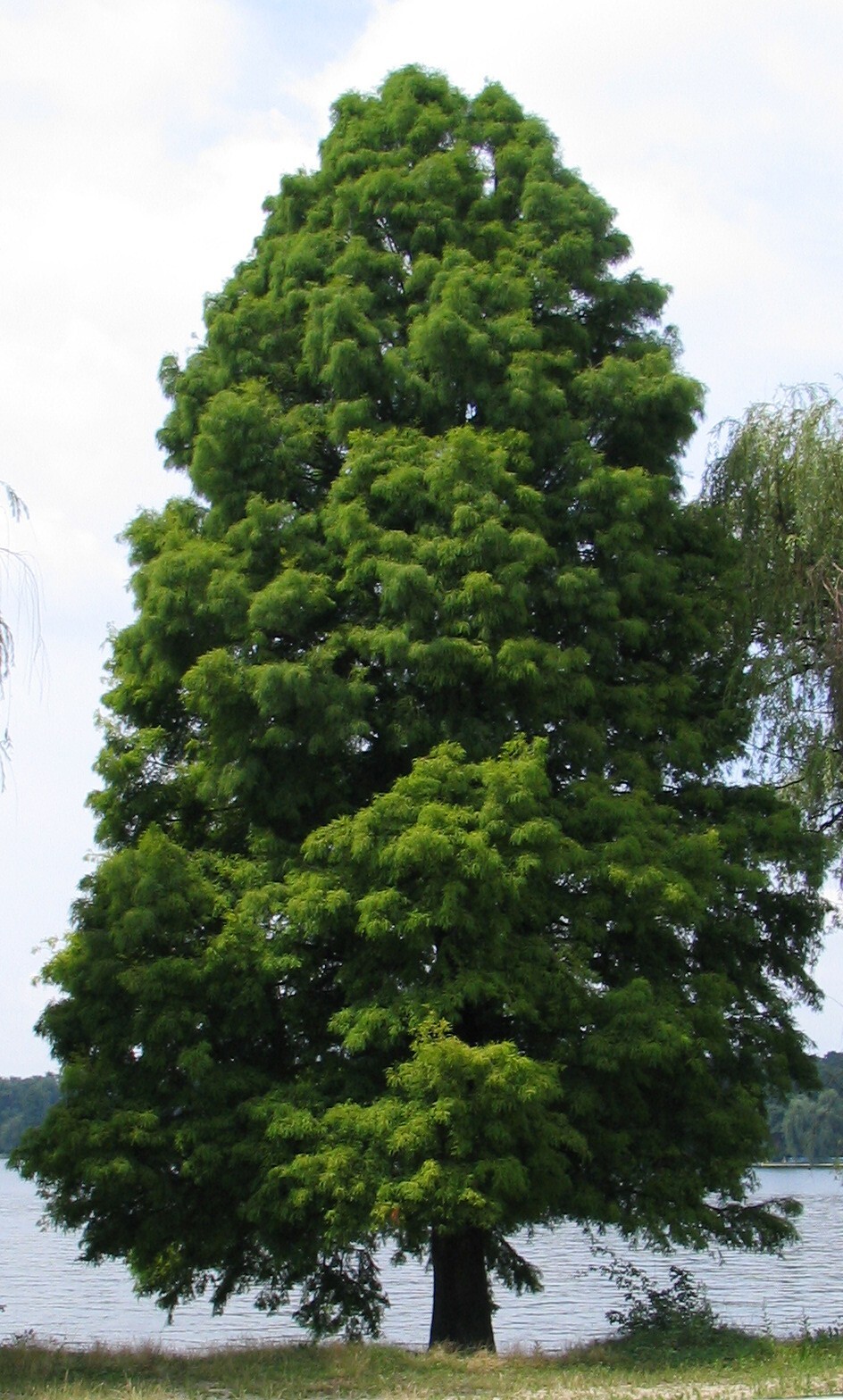 Southern Bald Cypress Tree | Premium Seeds | Taxodium distichum ‘Fall’ | Plants’