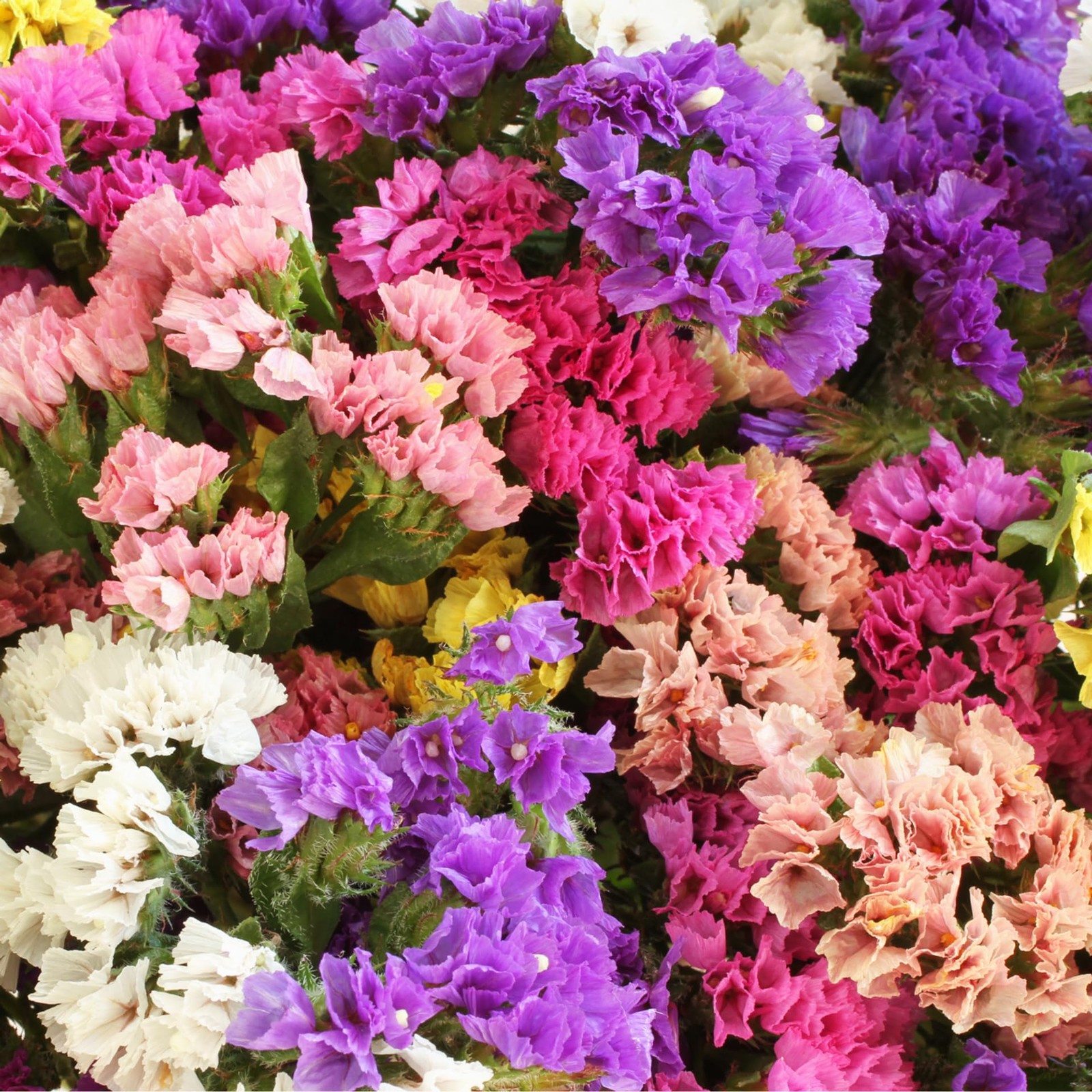 1000+ Perennial Limonium Statice Flower Seeds for Planting Non-GMO Mixed