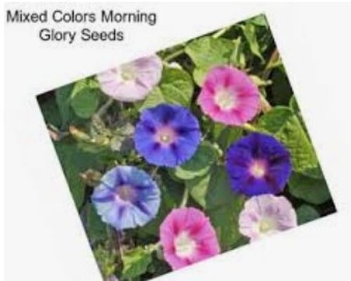 20 Morning GLORY Multi Color Flower Seeds Ascends up Trellis Fragrant Flower