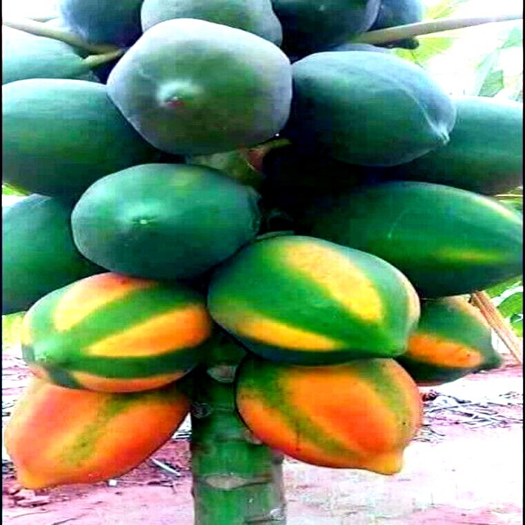 20 Caribbean “Red Lady” Carica Papaya Fruit Tree Seeds LARGE MELONS Indoor Plant
