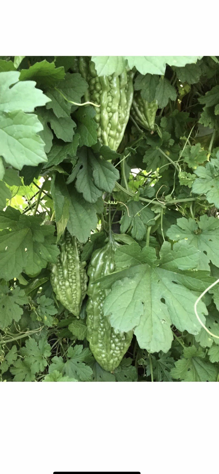 BitterMelon Starter Plant With Pot Live Vegetable Ready To Plant