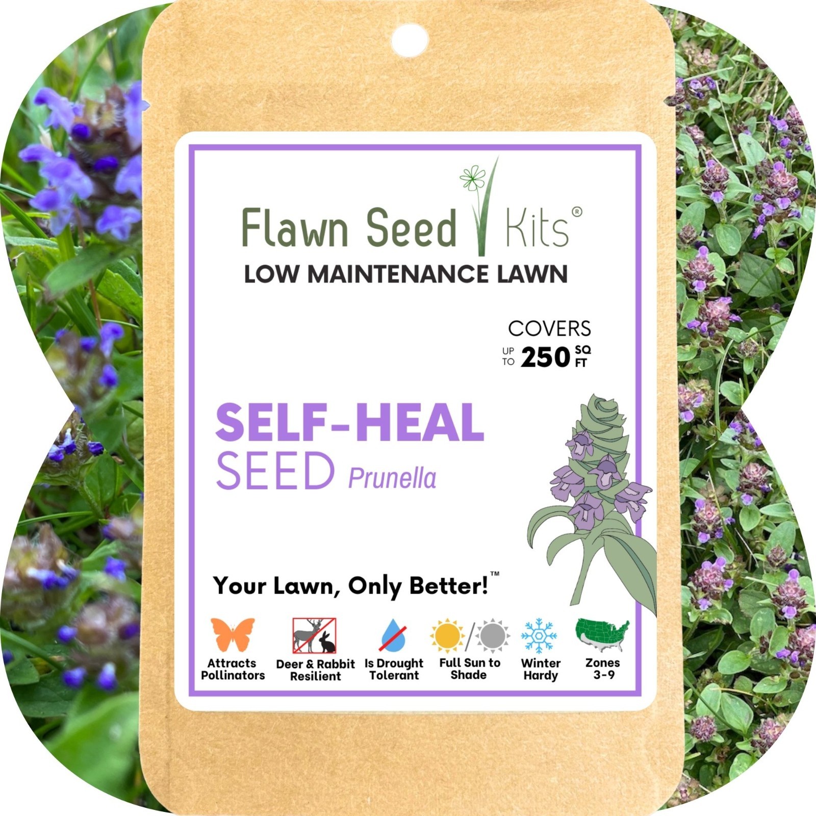 Flawn Seed Kits Self-Heal Prunella Seed, Non-GMO, Native, Blooming Lawn