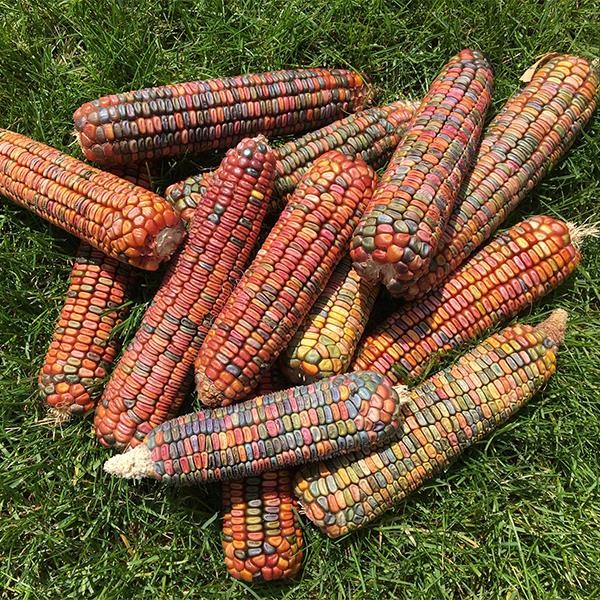 Earth Tones Ornamental Corn Seeds | Pastel Rainbow Glass Gem Popcorn Seed 2024