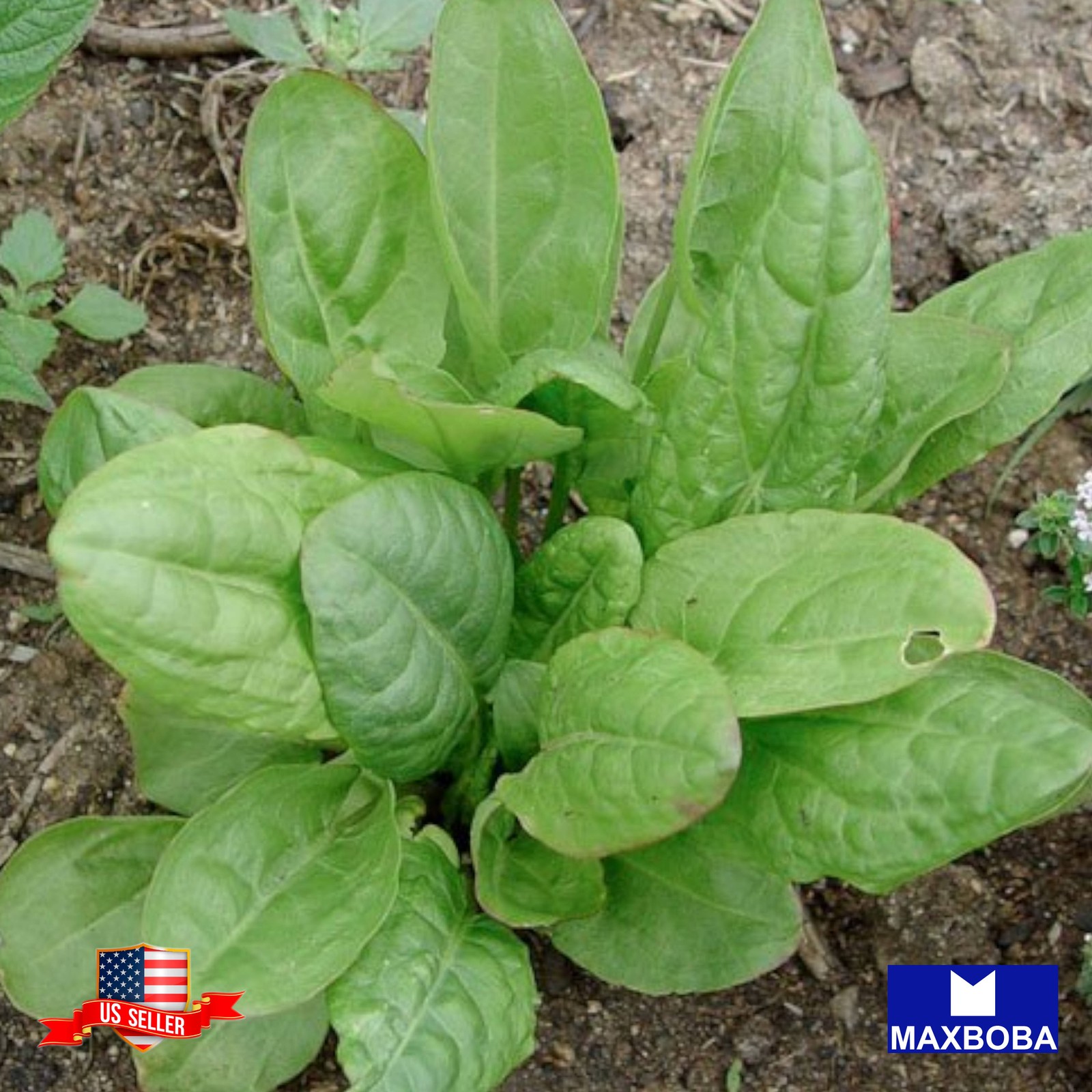 Marjoram Sweet 720 Seeds Large Leaf Sorrel Non-GMO HeirloomBTGO 75% OFF