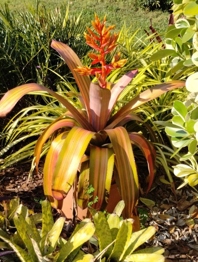 Aechmea Patricia’s Secret -Live Plant – Medium to Full Sun Bromeliad