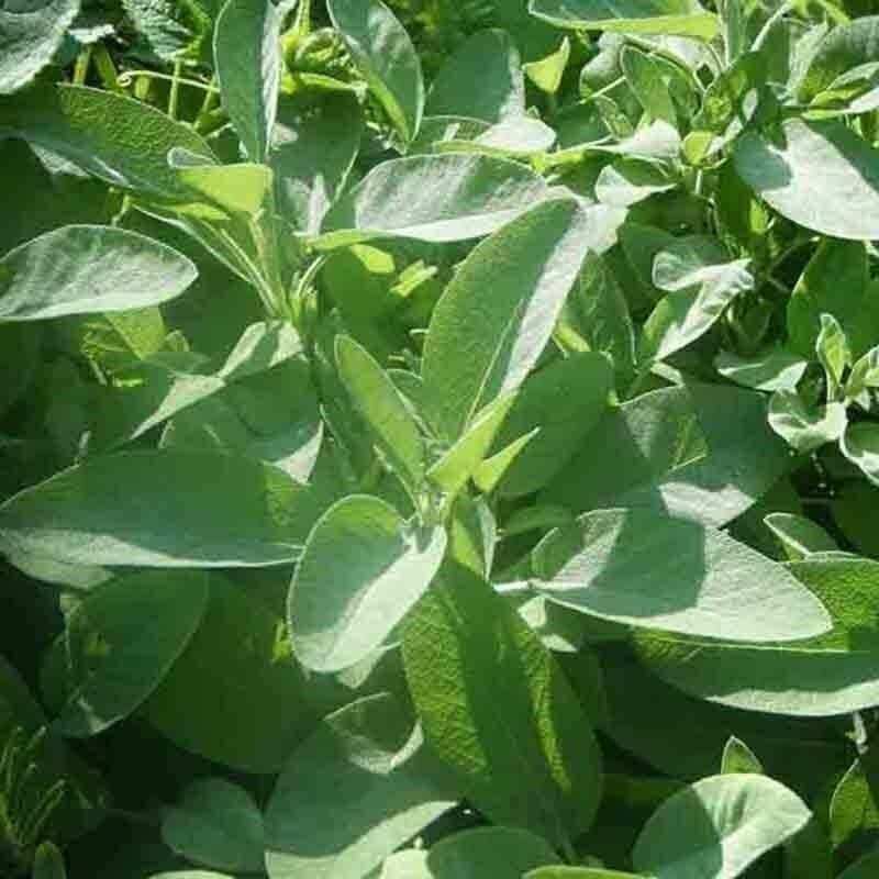 SCARBOROUGH SEEDS SAGE 100 SEEDS Evergreen Blue Flowers Herbal Deer Resistant