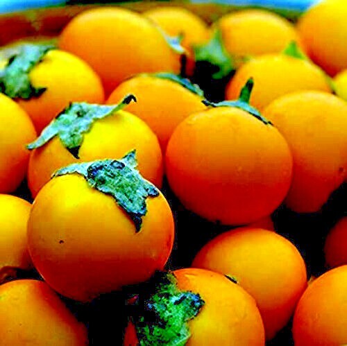 Naranjilla Orange Tree Seeds Solanum quitoense “Lulo Quito” Garden Fruit Plant