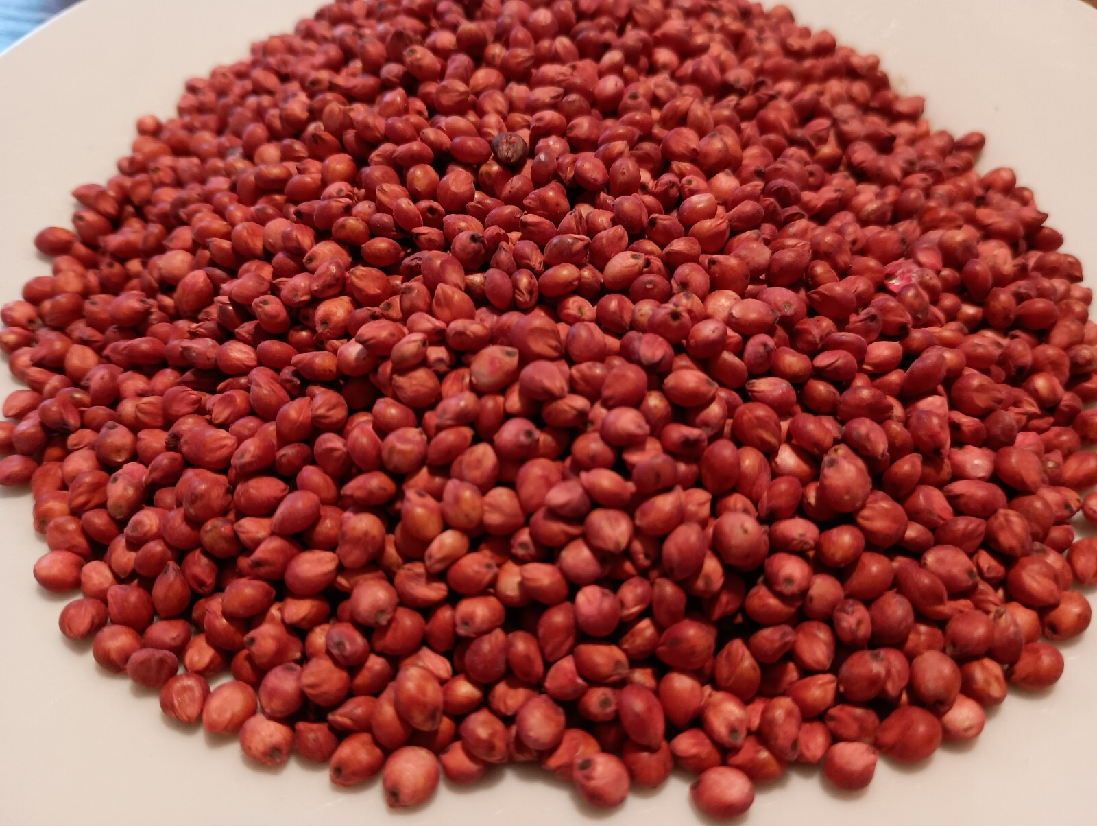 WGF Sorghum Seeds for Planting – High Yield Drought Tolerant Wildlife Forage