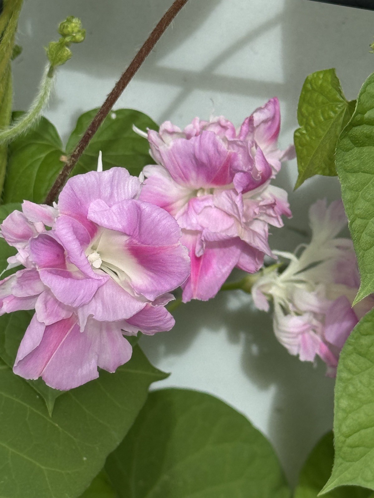 20 Pink Split Second Morning Glory Seeds Heirloom Cottage Garden Vine Double