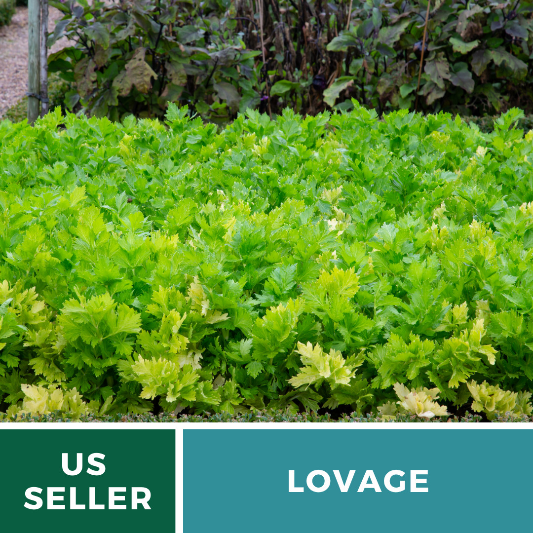 Lovage – 50 Seeds – Amazing Medicinal & Culinary Herb – GMO Free