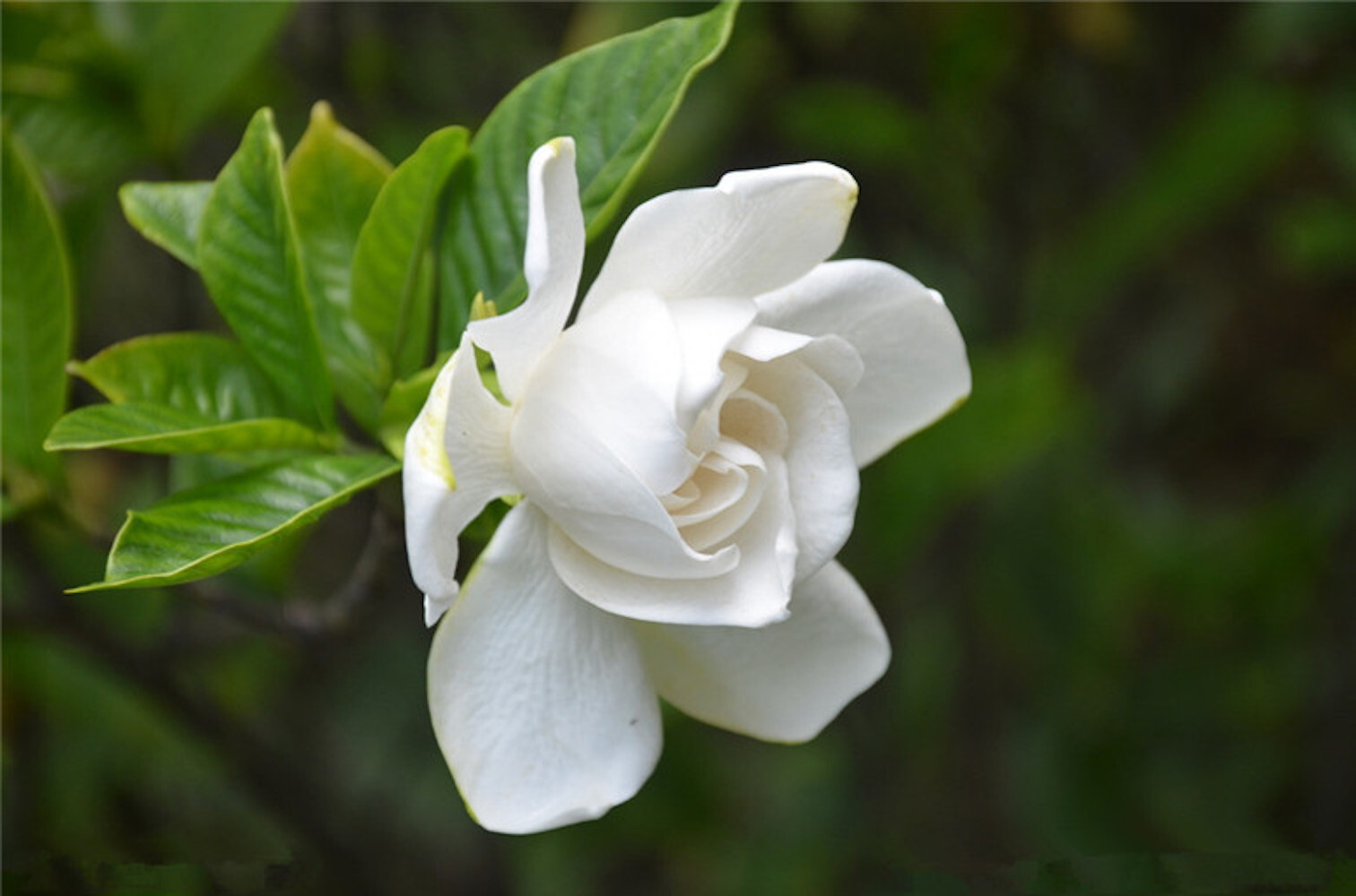25pc GARDENIA SEEDS Garden Plant Flower rare exotic USA seller FREE shipping
