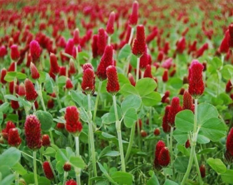 600+ Clover CRIMSON RED SEEDS – Pollinator Food – Cover Crop – NON GMO — FRESH