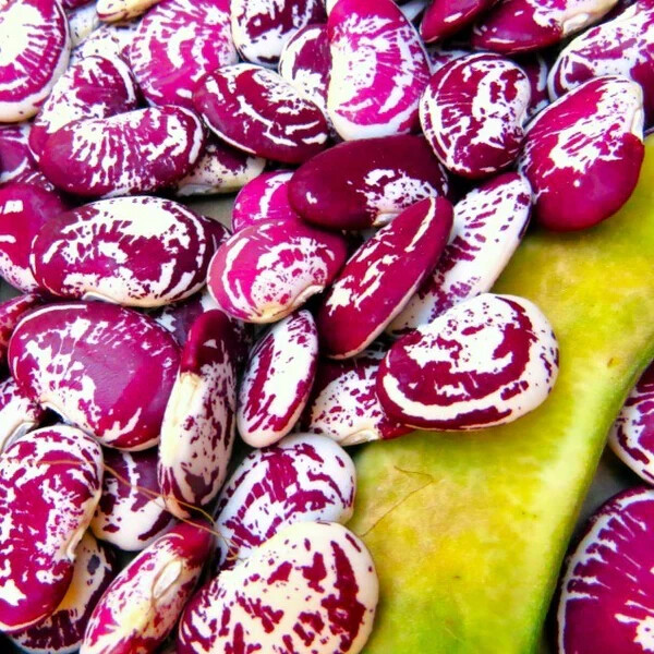 Christmas Pole Lima Bean Seeds (25) / ORGANIC / POLE BEAN / FLORIDA GROWN / RARE