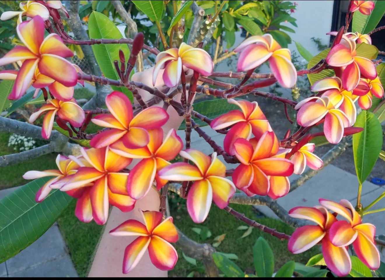Intense Rainbow Plumeria Frangipani-Rooted & Grafted Plant-Read All Info!