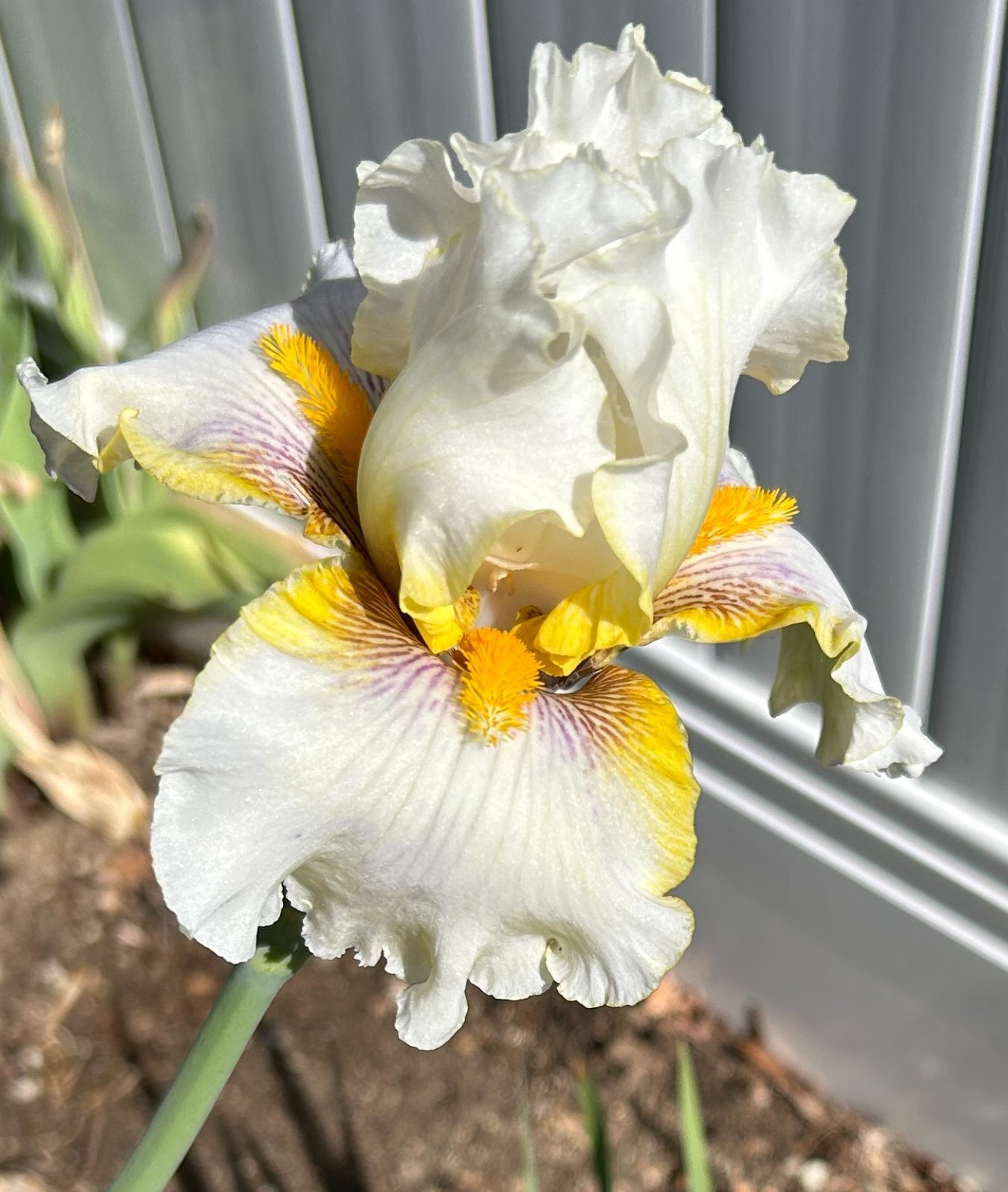 ‘Goldkist’ iris rhizome + gift, combined shipping $1 each additional