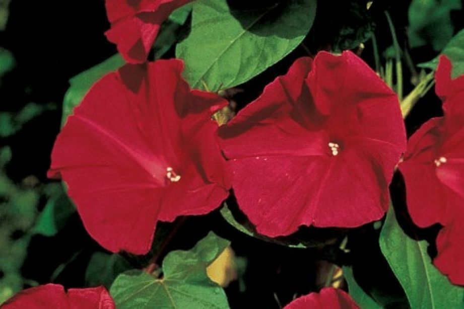 Morning Glory Seeds 30+ Scarlet O’ Hara Flower Annual CLIMBING VINES FREE S&H