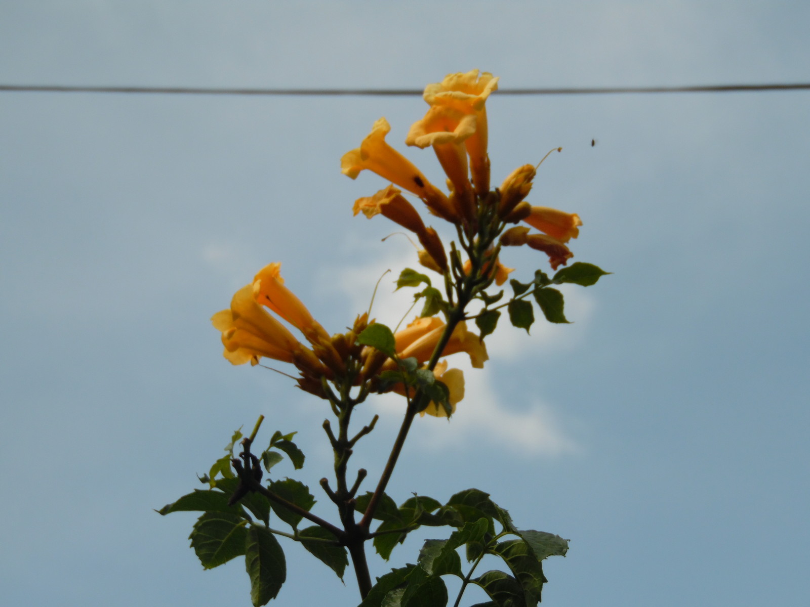 YELLOW Hummingbird Trumpet Vine Seeds! HARDY! Hummingbirds Love It!